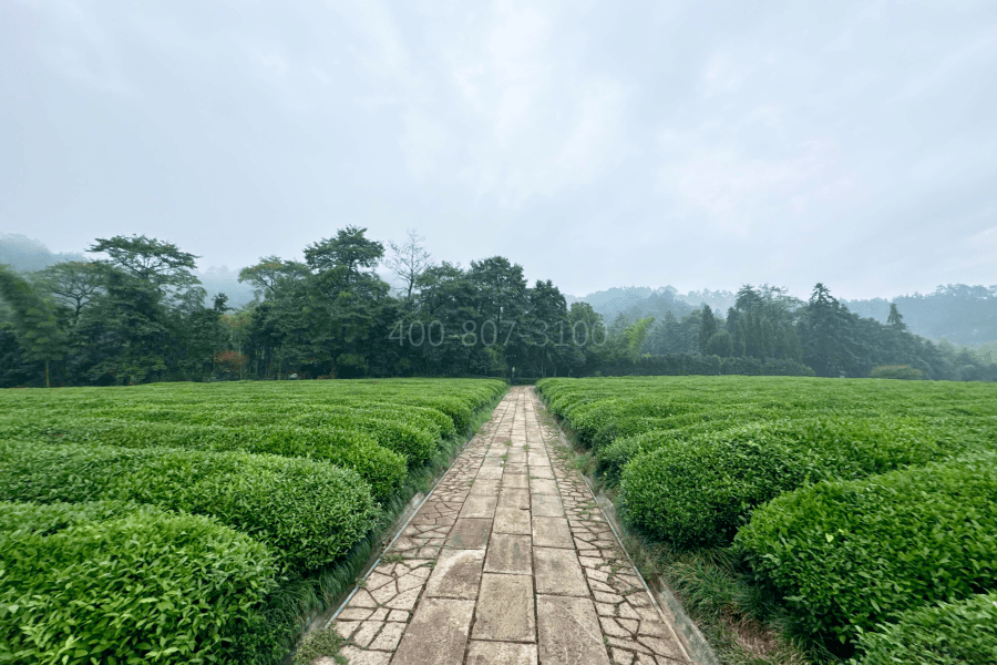 杭州径山竹茶园公墓电话地址园区茶园图
